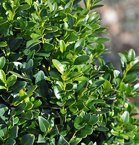 Hoher Buchsbaum 60-80cm - Buxus sempervierens arborescens