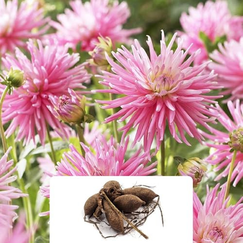 1 Dahlia Border Cactus Pink – Stunning, Bright Pink Blooms – Summer Flowering Perennial Bulb – Ideal for UK Garden Climate – Easy to Grow for Year-Round Beauty