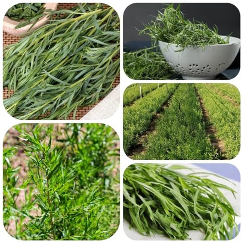 semi di dragoncello, medicinali dragoncello, giardino di sul balcone 500pcs