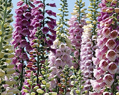 Fingerhut Riesen Garten Fingerhut Höhe 120 cm Samen