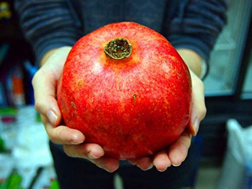 Pinkdose Organic 30 Türkei Riesen Granatapfel Pflanze Punica granatum Strauchobstbaum RARE Pflanze