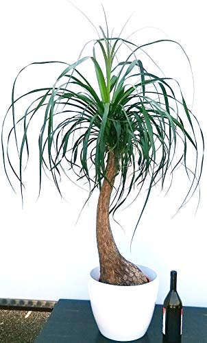 POWERS TO FLOWERS - BEAUCARNEA RECURVATA IN VASO CERAMICA BIANCA RIGATA, MANGIAFUMO, ALTEZZA 120CM, pianta vera