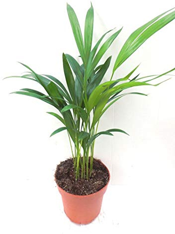 40-45 cmAreca Butterfly Palm Dypsis Lutescens Tree