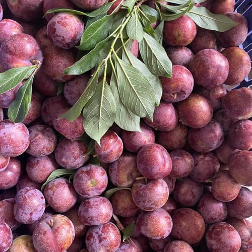 Semillas resistentes de ciruelo, semillas de ciruelo - decoración de árboles frutales, regalos sostenibles semillas de ciruela, fruta de zapote, plantas resistentes en macetas Plantas 35pcs