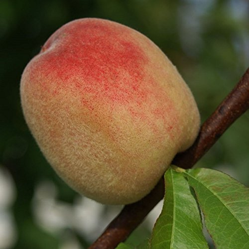 Pfirsichbaum Revita, saftiger robuster Pfirsich Buschbaum 100-120 cm 10 Liter Topf, Prunus pumila