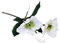 Rayher Rose de Noël avec 2 Fleurs, 1 Bourgeon & Feuilles 34cm, Blanc, 55948102