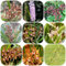 35 pcs orchideen pflanze samen balkon blumen bonsai samen orchidee hochbeete für garten bienenwiese saatgut garten geschenke für männer bienenfreundliche blumensamen gewächshaus balkon