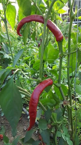 Chili Teufelshorn 10 Samen