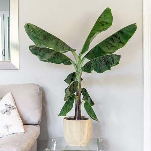 Plant Theory 21cm Pot 65cm Tall Musa Acuminata Dwarf Cavendish Banana House Plant