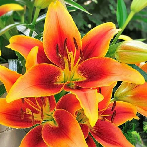 Lilienzwiebeln,Gesund,Winterhartes,Lilien Zwiebeln Winterhart Mehrjährig,Lebende Pflanzen,Winterharte Zwiebeln,Seltene Pflanzen,Natürlich-2 Zwiebeln-A
