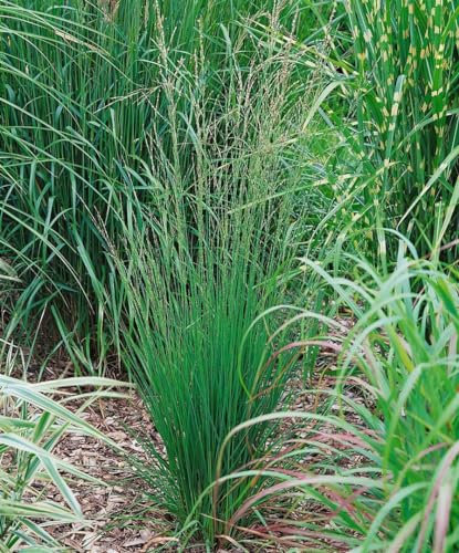 Pfeifengras Molinia caerulea Heidebraut Ziergras winterhart