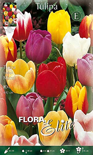 Flora Elite 261800 Triumph Tulpe Prachtmischung (10 Stück) (Tulpenzwiebeln)