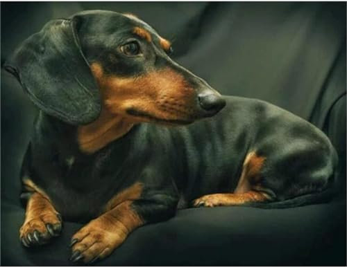 YSCOLOR Diamant Painting Diy 5D Diamond Art Kits Dackel Diamant Malerei Voller Rundbohrer Strass Stickerei Leinwand Geschenke 30x40cm