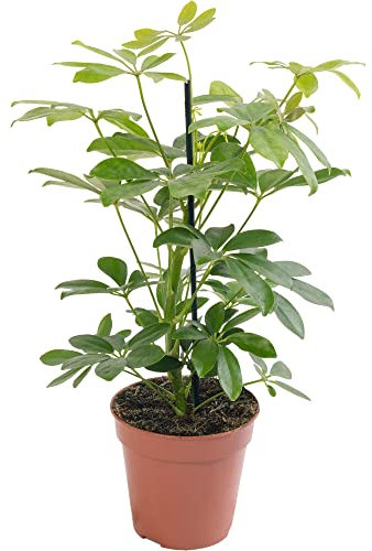 Schefflera Nora, pianta d'appartamento grande, vera sempreverde esotica e rara.