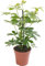 Schefflera Nora, pianta d'appartamento grande, vera sempreverde esotica e rara.
