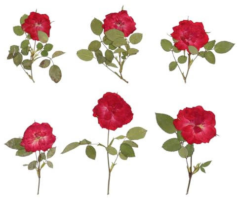 AMUSLESUR Selbstgemacht Trockenblumen Rosenblüten mit Natürlichen Blüten 6 Stück zum Basteln von Handyhüllen und Bilderrahmen Geeignet für Frühling und Herbst Dekoration