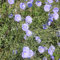 Blumixx Stauden Linum perenne – Stauden-Lein, himmelblau blühend, winterhart & mehrjährig, Bienenmagnet, im 0,5 L Topf, ideal für sonnige Beete & Naturgärten