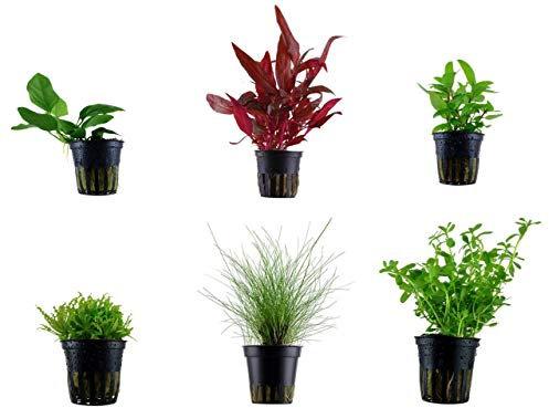 Tropica Vordergrund Set mit 6 Topf Pflanzen Aquariumpflanzenset Nr.18 Wasserpflanzen Aquarium Aquariumpflanzen