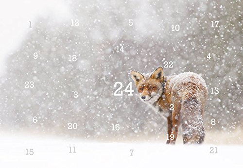 RASW055 -Tiere im Schnee Adventskalender-Doppelkarte - 12,5 x 18,5 cm mit hochwertigem Kuvert