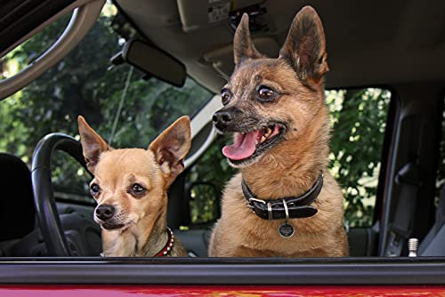 Spotted! Pro Smart Pet Tag - Ø 2,4 cm - Tierkennzeichnung - QR-Code - NFC-Chip - Weltweite Reichweite - Für Hunde und Katzen - Small - Silber