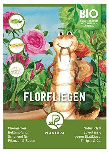 Plantura Florfliegenlarven gegen Blattläuse, Thripse, Spinnmilben & Co, 500 Nützlinge