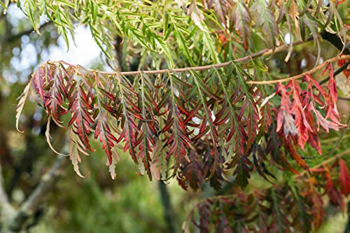 Essigbaum Rhus typhina Tiger Eyes 40-60 cm Ziergehölz winterhart | Leuchtend gelbes Laub, intensive Herbstfärbung, sonniger Standort, robust, ideal als Solitär im Garten