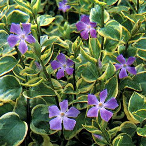 6x Großblättriges Immergrün 'Variegata' - Vinca major ‘Variegata’ - Topf 9x9cm