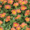 Portulakröschen orange, Topf-Ø 12 cm, 6 Pflanzen