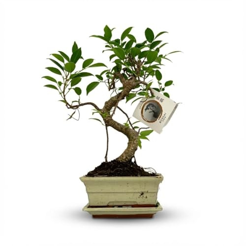Bonsai Baum Ø15cm Höhe 30-35cm klassischer Miniaturbaum mit geschwungenem Stamm in edler Keramikschale pflegeleichte dekorative Zimmerpflanze für Wohnraum Büro Fensterbank