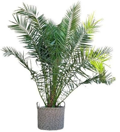 Phönix Canariensis - Kanarische Dattelpalme - 300cm - ø50cm