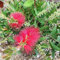 Callistemon Linearis Zierpflanzen - auf Topf 24 cm - Laub 40 cm - Höhe 50 cm