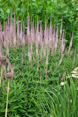 Veronicastrum virginicum 'Erika' ca. 11x11 cm Topf - Kandelaber-Ehrenpreis, rosa Blüten, Blütezeit Juli-September, ideal für Rabatten, bienenfreundlich, pflegeleicht