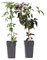 Plant in a Box - Clematis montana 'Fragrant Spring' und 'Grandiflora' - Klematis - 2er-Mix - ⌀15 cm - Höhe 60-70cm