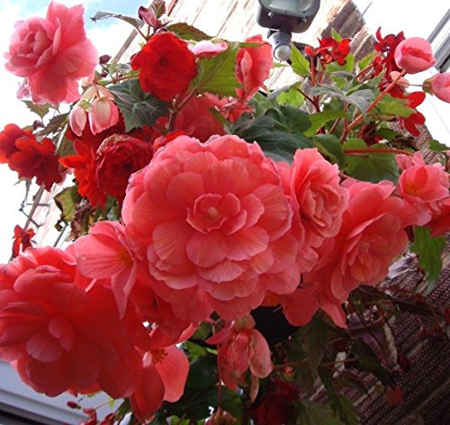 Portal Cool Rose Pink Knollenbegonie Regenbogen-Mix Non Stop Non-Stop Tuber 10 Samen