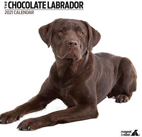 Magnet & Steel Labrador Chocolate 2021 Moderner Kalender