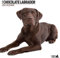 Magnet & Steel Labrador Chocolate 2021 Moderner Kalender