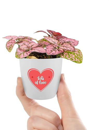 Baby Polka Dot Plant - Pink Hypoestes Indoor Houseplant with Love Heart Decoration Pot - Perfect Valentine's, Mother's Day & Anniversary Gifting Plant with Colourful Foliage (6cm Pot)