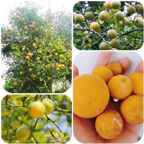 Poncirus trifoliata - semillas de naranjo amargo plantas raras naranja agria Plantas de jardín perennes resistentes semillas bonsái para bancales elevados frutales, decoración sala 100pcs