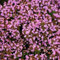 1500pcs Kulinarische Kraut-Trocken-Tolerante Bodennteckung Pflanzen zum Kulinarischen zum 1500pcs-Thymian-Thymian Purpurrot