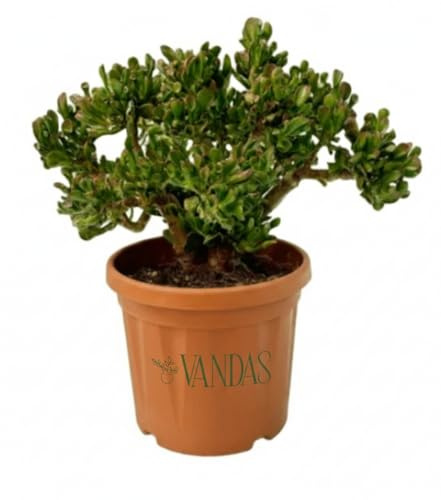 Vandas Crassula Hobbit – Pianta Grassa Succulenta Perenne | Vaso Diametro 21 cm, Altezza 49 cm | Foglie Tubolari e Fiori Bianchi | Made in Italy