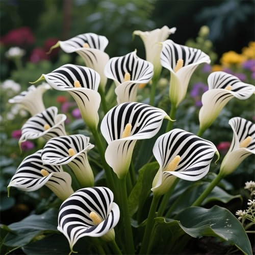 Rizomas de cala fáciles de cultivar,Cala perenne,adecuado para plantar en interiores＆exteriores,prospera en macetas＆en el suelo-4Rizomas-A
