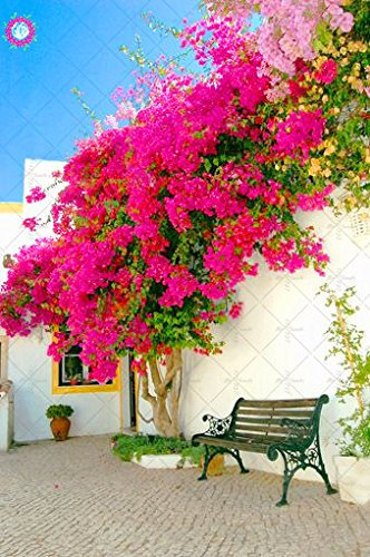 Shopmeeko 20 stücke Garten Kletterpflanzen Bougainvillea Spectabilis Willd pflanze Bougainvillea pflanze Mehrjährige blume pflanze: 4