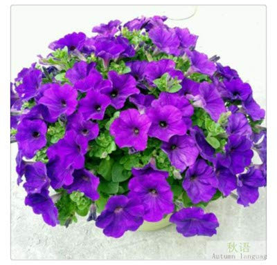 JJ.Accessory Lot de 50 ou 100 graines de pétunia vivaces en pot pour décoration de maison, jardin, bureau