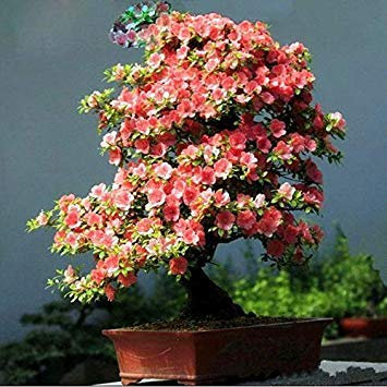 Potseed . 10 Stück Multi Color Kirschblüten japanische Sakura DIY Hausgarten-Blüten Schöne Perennial Kirschbaum: 15