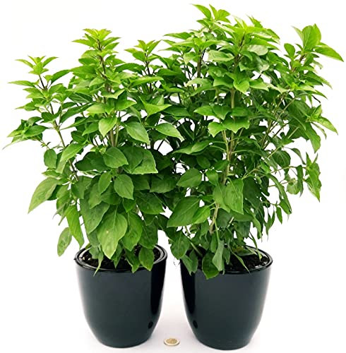 POWERS TO FLOWERS - BASILICO ALPINO, VASO 13CM, 2 PIANTE, piante vere