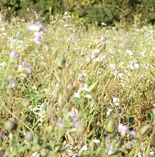 Fodder (Tillage) Radish Seed 200g Green Manure (Nitrogen Holder and Grows in Cold Soil) SLMH