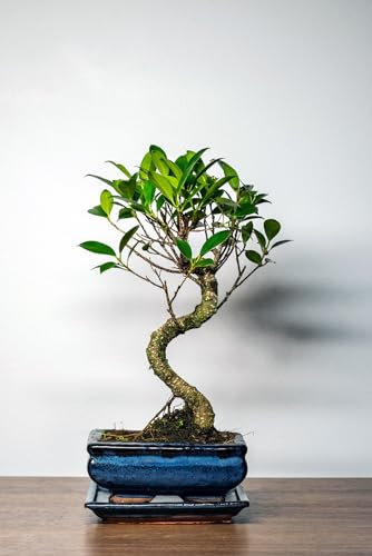 Arbre bonsaï avec pot en céramique - Arbre bonsaï Ficus Microcarpa - Environ 8-9 ans - Pot de fleur de 15 cm