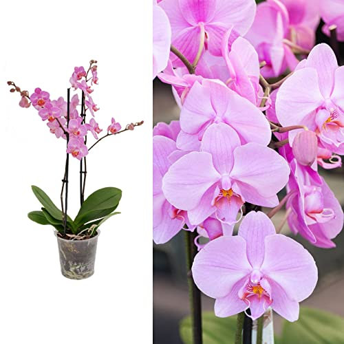 Phalaenopsis Multiflora Orchid (Pink) 2 Stem in 12cm Pot - Indoor Plant - Perfect for The Home or Office (1 Plants)