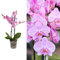 Phalaenopsis Multiflora Orchid (Pink) 2 Stem in 12cm Pot - Indoor Plant - Perfect for The Home or Office (1 Plants)