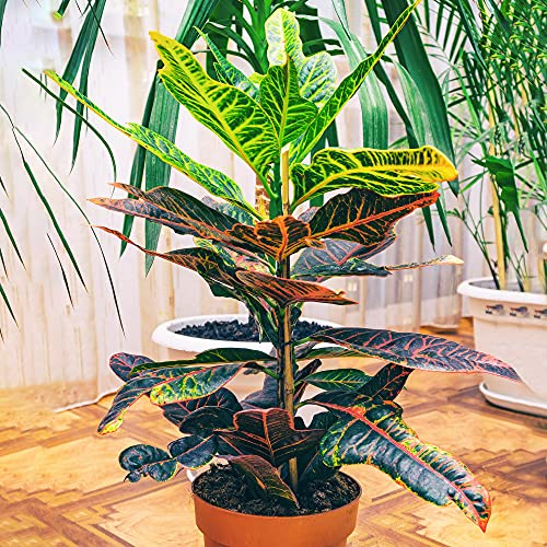 1 x Codiaeum variegatum hervorragend für den Verkauf | Für das Zuhause oder das Büro, getopfte innenraum Pflanze